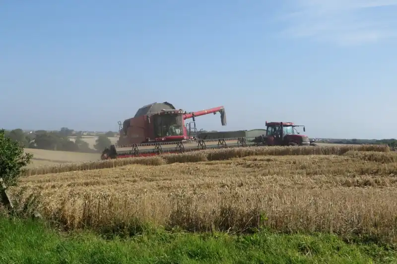 Cosechadora descargando grano a un remolque durante la cosecha de trigo